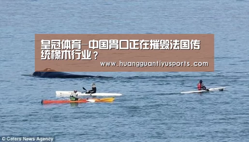 皇冠体育-中国胃口正在摧毁法国传统橡木行业?(图2) 皇冠体育官网