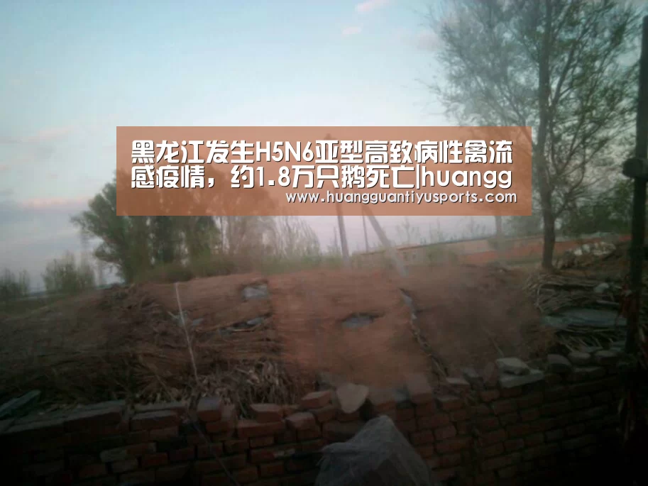 黑龙江发生H5N6亚型高致病性禽流感疫情,约1.8万只鹅死亡|huangguantiyu(图3) 皇冠体育网址